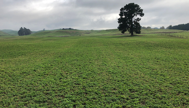 Lucerne crop in early winter