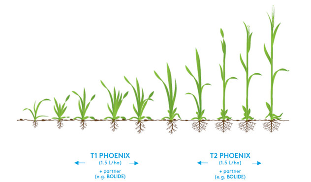 Application timings for PHOENIX in barley