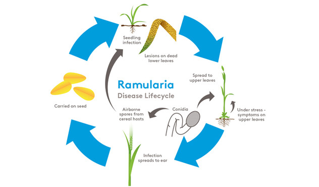 Ramularia disease lifecycle
