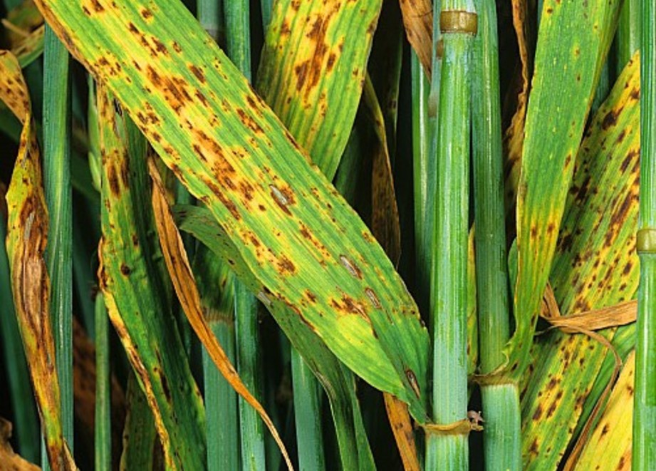 Ramularia infected barley