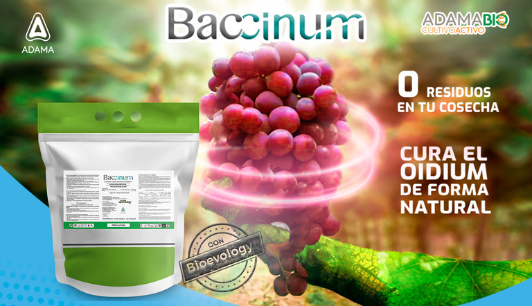 Baccinum biofungicida contra oidium