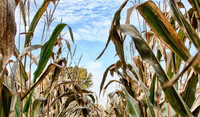 Campo de maíz infectado con Phyllacora 