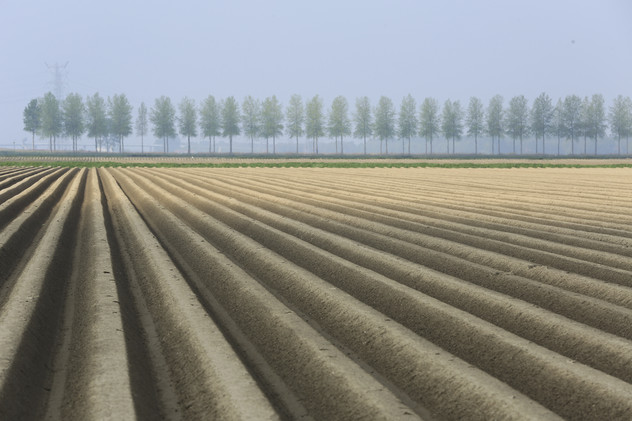 картофельное поле