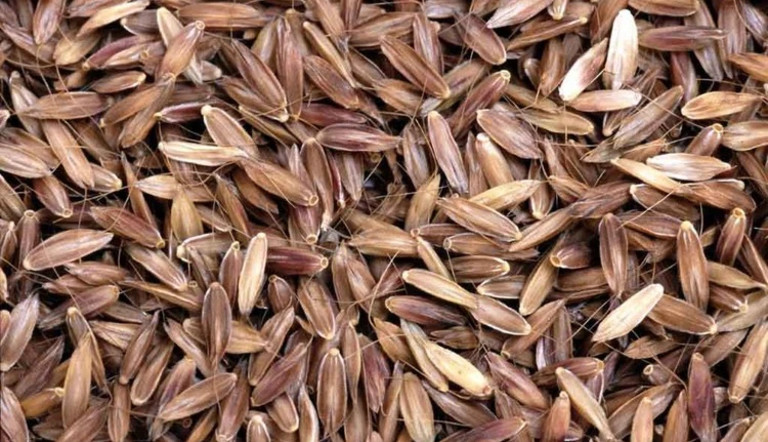 Black grass seeds