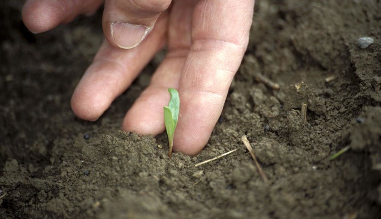 Chard sprout