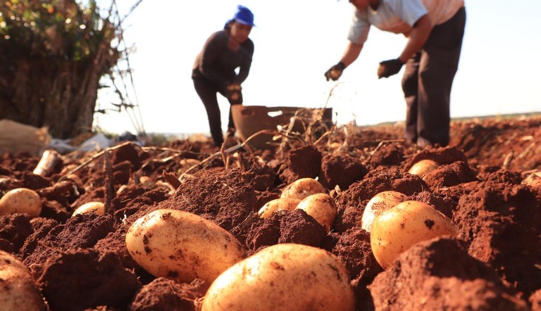 Potato harvesting