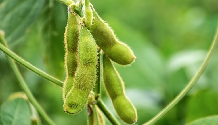Soybeans Up Close