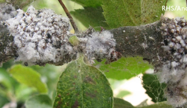 Woolly aphid