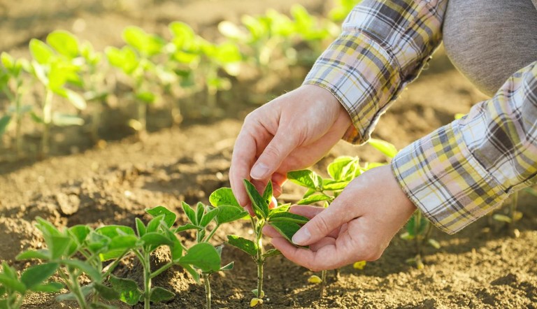 Hands with Soybean Plant 