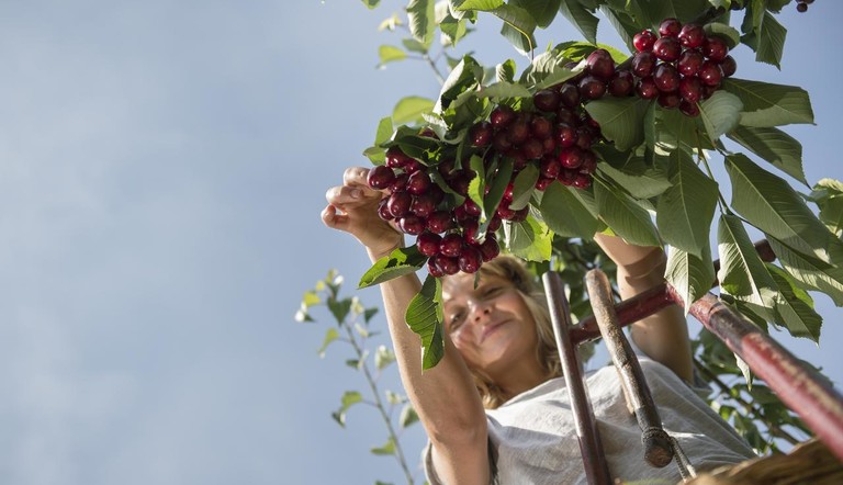 Cherry Picking