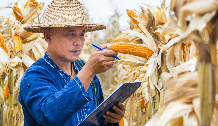 Farmer Checking Corn