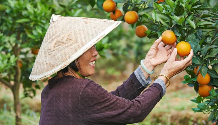 Farmer with Orange Tree