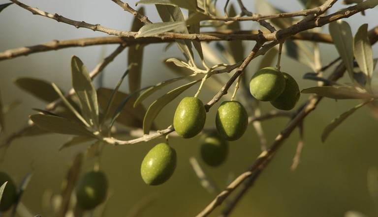 Olives