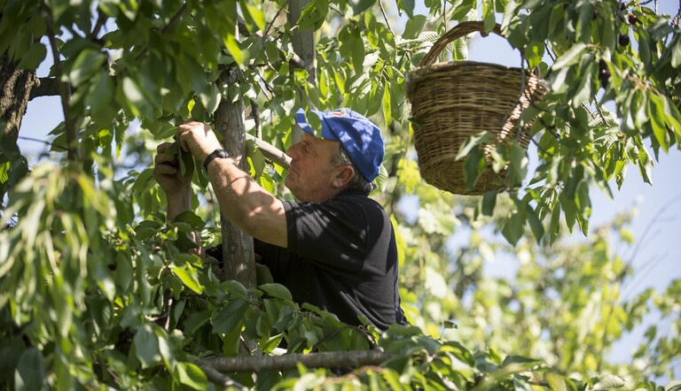 Farmer Working