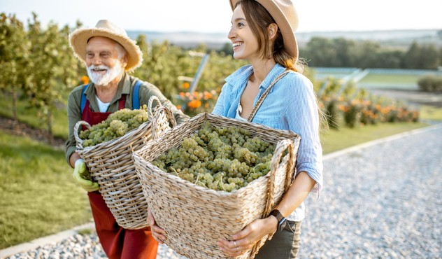 Farmers Carrying Baskets of Grapes