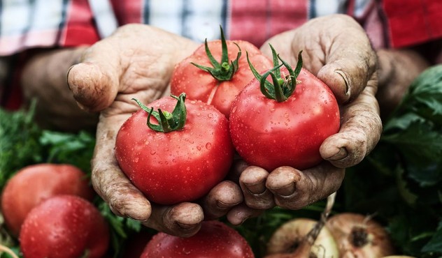 Hands Holding Ripe Tomatoes