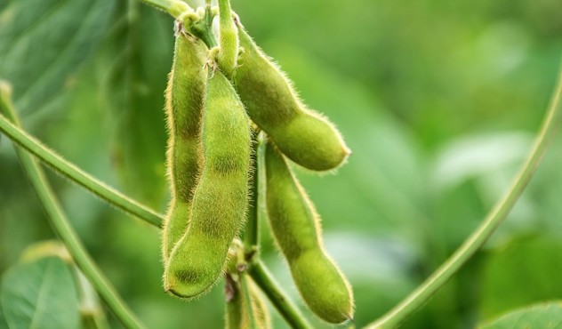 Soybeans Up Close