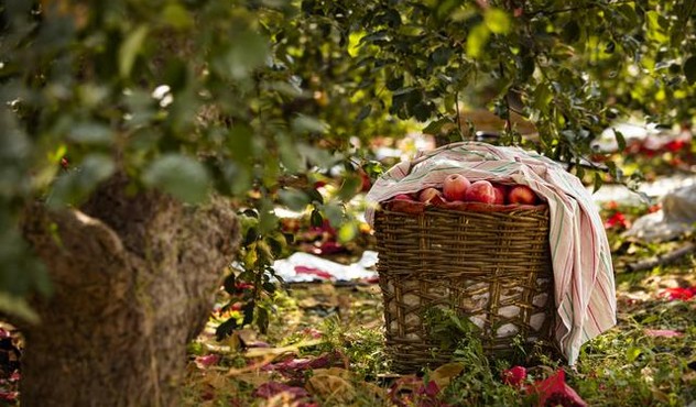 Apples in Baskets (2).jpg