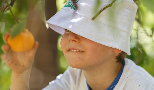Young boy with ADAMA hat picking oranges 