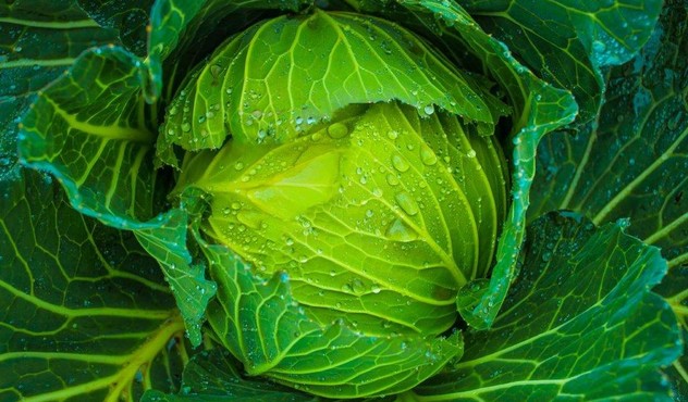 Cabbage Up Close