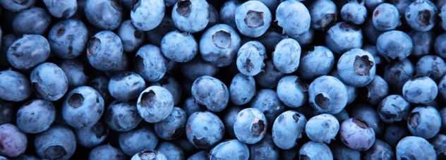 Blueberries Up Close