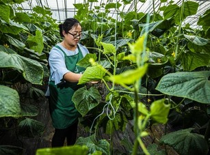 Farmer Inspecting Tomato Plants