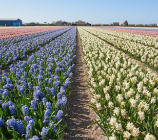 holland-hyacinth