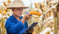 Farmer Checking Corn