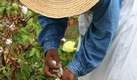 Farmer with Cotton Plant