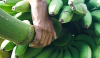 Hand Holding Banana Plant.