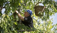 Farmer Working