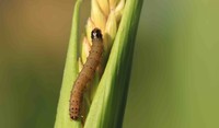 The  pest called Spodoptera frugiperda or ‘Fall Armyworm’