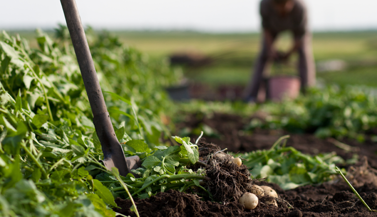 Potato farming in South Africa