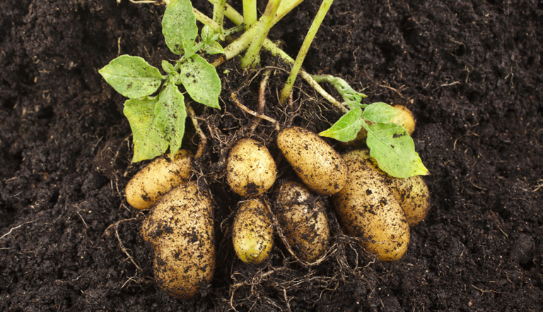“potatoes-lying-in-soil”