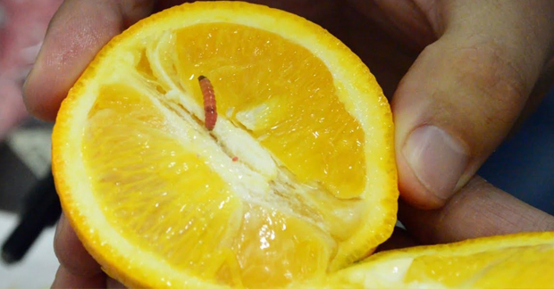 False Codling Moth Larvae On Citrus