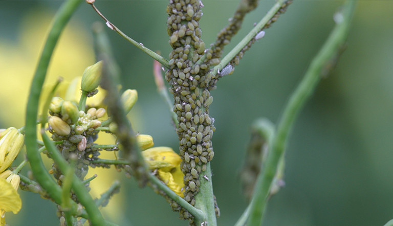 aphid-cluster-canola-plant.jpg
