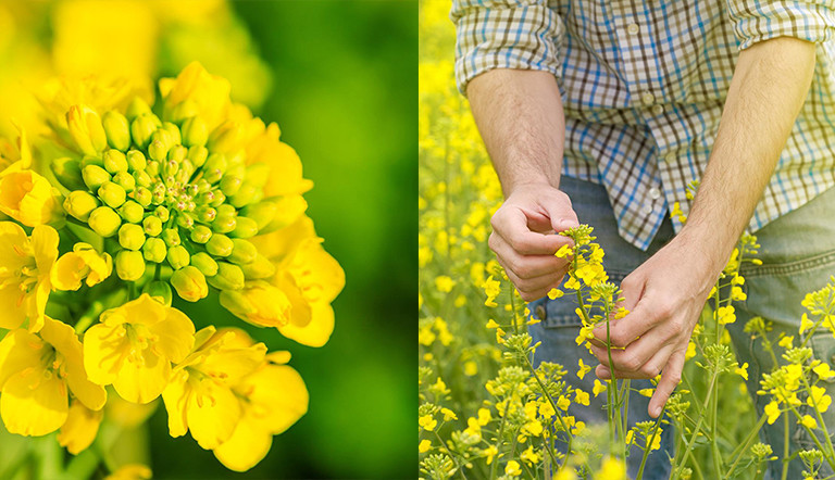 farmer-inspecting-canola-plant-and-close-up.jpg