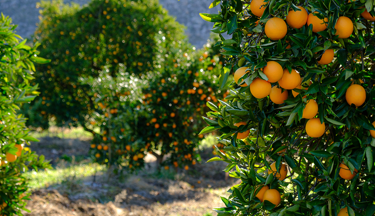 ADAMASouth African citrus in High Demand during the Pandemic