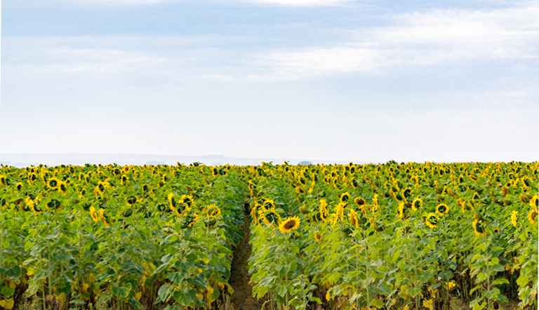 Field of sunflower rows