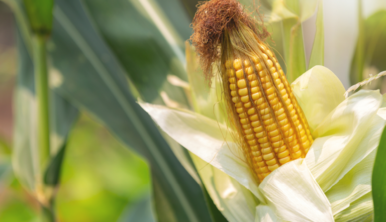 Maize ear on maize plant
