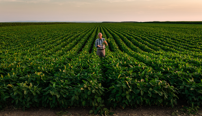 soybeans-field-with-farmer