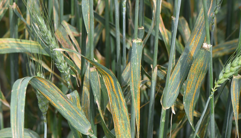 septoria-leaf blotch-glume blotch-in-wheat