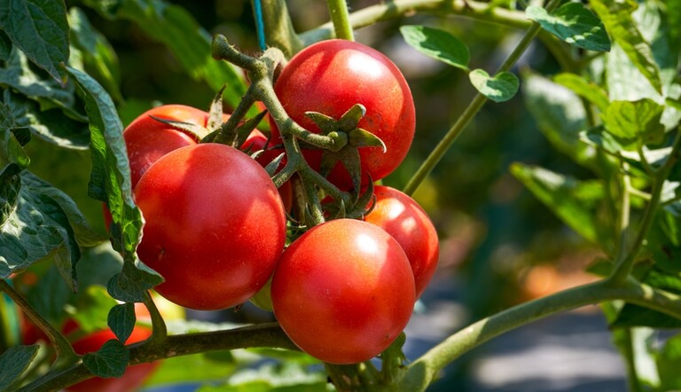 cluster-ripe-red-tomatoes-on-plant