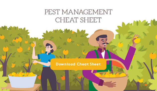 ADAMA-citrus-pest-management-cheat-sheet-thumb.jpg