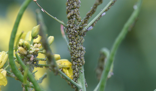 Aphid Cluster on Canola Plant
