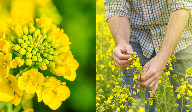 farmer-inspecting-canola-plant-and-close-up.jpg