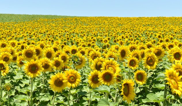 Field of sunflowers