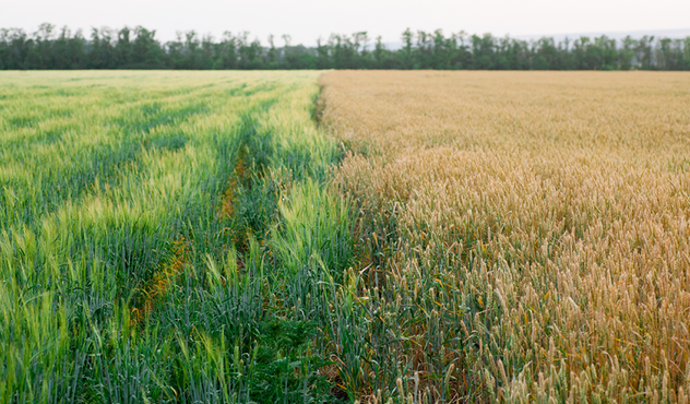 Rye and wheat growing in adjacent fields