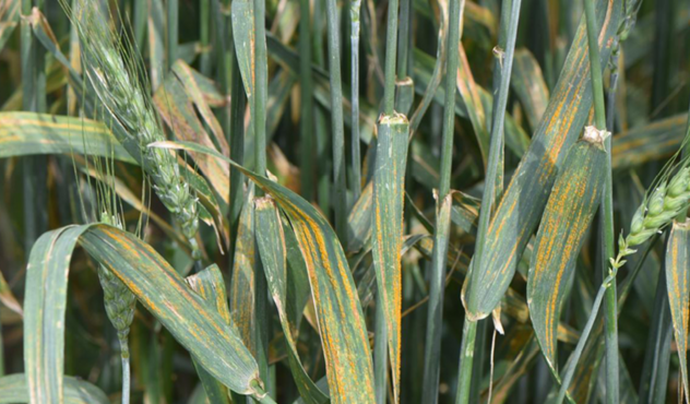 septoria-leaf blotch-glume blotch-in-wheat