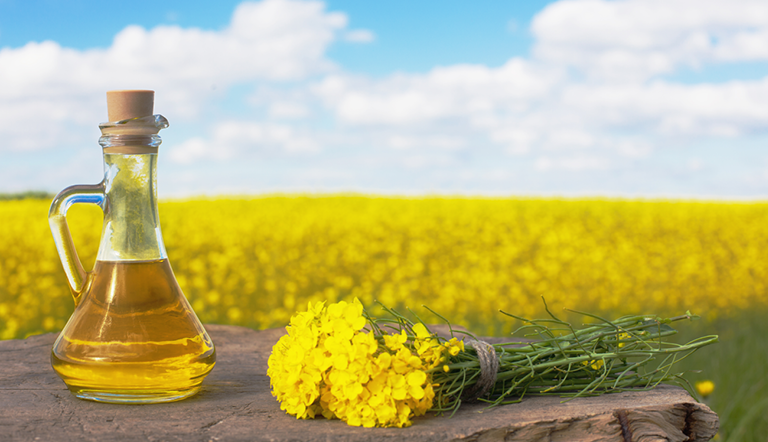 Canola oil and flowers by a field of canola
